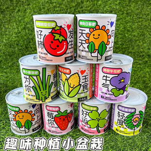 网红罐装种植小盆栽，桌面罐头植物幼儿园幸运草，创意小学生盲盒