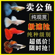 孔雀鱼公鱼纯种胎生鱼热带鱼繁殖种公鱼凤尾鱼观赏鱼下崽狂魔鱼
