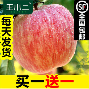 王小二 山东烟台苹果水果批1当季新鲜萍平果吃的栖霞红富士