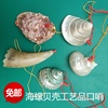 天然海螺贝壳工艺品，口哨吹号儿童玩具吹哨螺号绿蝾螺珊瑚