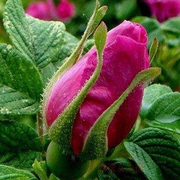 可食用玫瑰花苗大马士革盆栽阳台庭院四季浓香花卉平阴玫瑰绿植物