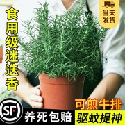 迷迭香苗盆栽可食用驱蚊植物香草薄荷，苗水培花卉绿植室内煎牛排