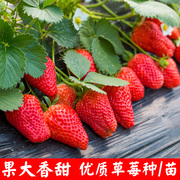 草莓种子四季种植奶油草莓，籽四季草莓，籽草莓种籽子水果花卉种孑