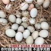 高山农村散养土鸡蛋农家散养乌鸡蛋正宗乌鸡蛋30枚宝宝蛋草鸡蛋