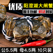 苏州清水阳澄湖镇大闸蟹鲜活螃蟹，全公5.5母4.5两10只装礼盒装