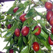 新疆灰枣树苗果树苗红枣树苗，灰枣苗红珍珠，枣当年结果大枣树