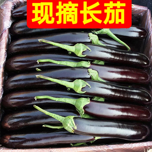 新鲜长茄子5斤紫茄子，农家自种长线大茄子，黑嫩现摘非圆茄蔬菜