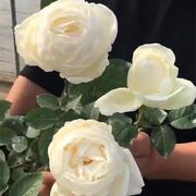 伊芙婚礼之路纯白色多季开大花，浓香月季花苗玫瑰盆栽阳台观花植物