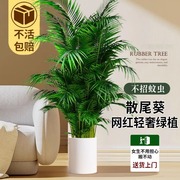 散尾葵室内植物盆栽客厅大型绿植富贵椰子四季常青新房用吸除甲醛
