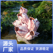 f63x天然海螺大贝壳藤壶，海石花鱼缸造景石水族装饰卷贝鱼礠鲷
