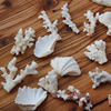 天然海螺贝壳珊瑚鱼缸造景，家居水族馆装饰品微景观地中海布置摆设