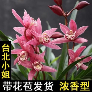翁源兰花苗壮苗发出浓香型好养四季建兰台北小姐室内花卉绿植盆栽