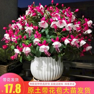 宝莲灯花盆栽倒挂金钟花苗，吊钟花室内阳台四季开花灯笼花带花苞大