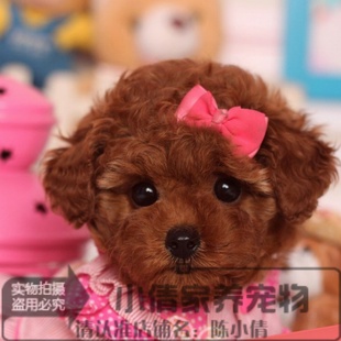 家养活泼可爱的纯种，茶杯泰迪熊幼犬漂亮的玩具红贵宾宠物狗q