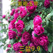 紫袍玉带大花浓香藤本月季花苗阳台，玫瑰花卉盆栽花园围墙爬藤蔷薇