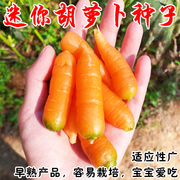 手指胡萝卜种子迷你水果小胡萝卜种子农家四季阳台盆栽蔬菜种籽子