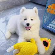 混血宠物礼物可爱萨摩耶犬幼犬非纯种雪橇犬便宜狼版萨摩宠物狗狗