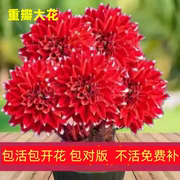 进口朱顶红种球特大重瓣盆栽花卉室内外阳台，庭院植物四季开花
