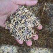 大燕麦种子耐寒宽叶养殖牛羊鱼四季草种籽种孑草种1
