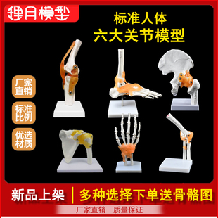 膝关节模型附韧带人体骨骼，教学练习医学功能，展示肩颈脊椎骨架骨科