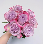 超气场高级小众玫瑰，粉紫双复色单头大花，阳台庭院盆栽小苗