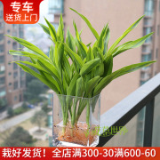 水培金边富贵竹+花瓶套装 带根水养植物常青室内花卉上海送货上门