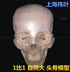 伟叶1比1头颅人体头骨自然大成人头颅骨写生解剖医用骷髅头骨模型