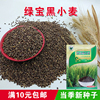 绿宝黑小麦种子东北黑龙江农家全小麦麦芽糖栽培小麦草种子芽苗菜