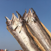 新晒鳗鱼干干货海咸鳗鱼，新鲜风干鱼干海鳗，海鲜水产干货
