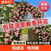 藤本月季花苗特大四季开花庭院植物盆栽玫瑰花卉爬藤蔷薇耐寒阳台