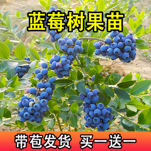 蓝莓树果苗南方果树盆栽蓝梅树带花苞植物冬季好养水果苗蔬菜苗