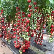 樱桃小番茄种子圣女果高产小西红柿种子春夏季四季水果蔬菜种子