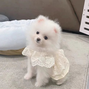 狗狗裙子小狗夏季春秋衣服宠物小型犬，泰迪比熊博美茶杯犬猫咪薄款