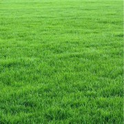 美国四季青草坪种子高羊茅草籽草种耐寒耐践踏工程绿化护坡免修剪