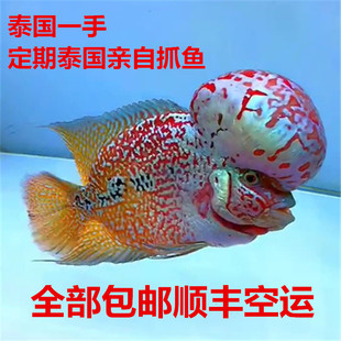 罗汉鱼泰国进口亚成爆头鸿运马骝金花满银鱼苗热带鱼活体欣赏鱼。