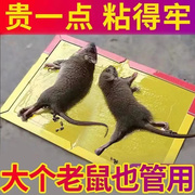达豪粘鼠板超强力大象粘鼠板，老鼠胶老鼠捕鼠笼灭鼠器10张
