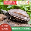 中华草龟小乌龟活物好养龟苗外塘龟宠物水龟金线龟墨龟可孵化动物