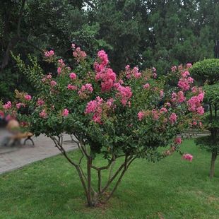 丛生紫薇树苗庭院种植大型紫薇，花盆栽美国红火箭绿化风景树苗耐寒