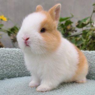小型侏儒兔子活物黄白灰白黑白，道奇儿童好养迷你宠物兔垂耳兔活体