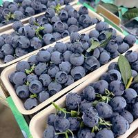 新鲜蓝莓鲜果，蓝莓大果一斤装水果
