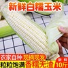 农家新鲜2024年带皮甜糯生白玉米，糯牛奶粘黏玉米，棒子当季蔬菜现摘