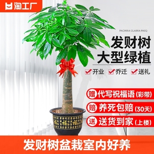 发财树盆栽室内好养大型招财，树绿植物客厅办公室开业花卉盆景甲醛