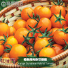 橙色阳光杂交番茄种子进口西红柿四季盆栽蔬菜种籽瓜果樱桃番茄苗