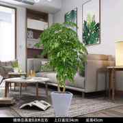 梦邦绿宝幸福树盆栽室内办公室，客厅大型绿植吸甲醛植物同城配
