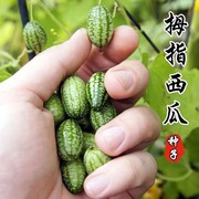 拇指西瓜种子可食用阳台水果，种籽孑春夏秋四季易种蔬菜迷你小盆栽