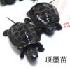 顶墨龟全黑半黑纯种外塘中华草龟，长寿黑腹，一对情侣大小乌龟苗活物