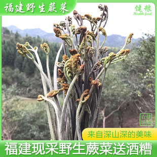 福建三明新鲜野生蕨菜，送酒糟天然原生态山野菜，现摘龙爪甜蕨苔厥菜