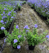 成都植物销售户外景观绿化花卉，蓝雪花花镜植物花园户外绿化植物