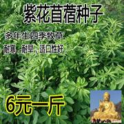 紫花苜蓿种子猪牛北方牧草，鸡鸭四季多年生鹅羊兔种，南方鱼饲料子