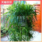 大金边金心吊兰植物盆栽室内垂吊吸甲醛净化空气水培绿植花卉四。
